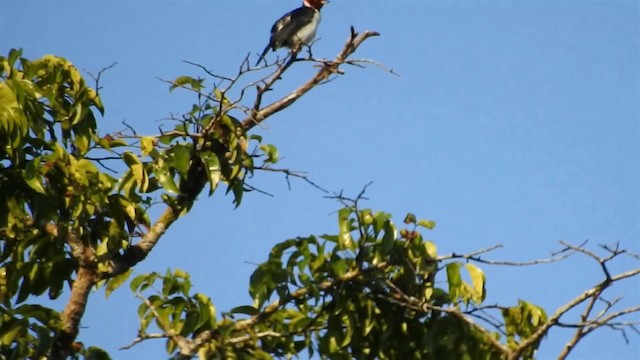 Red-capped Cardinal (Red-capped) - ML200951851