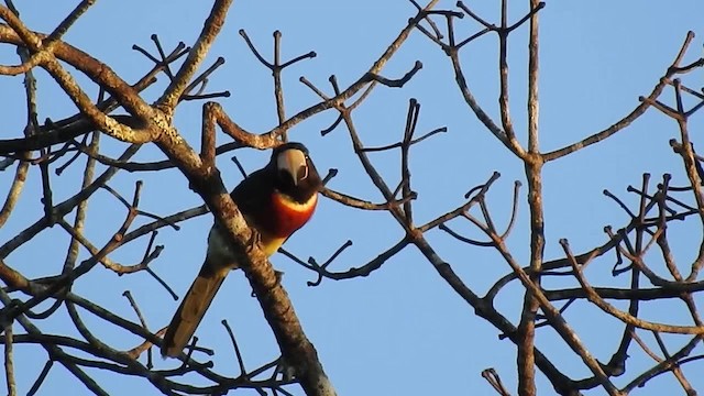 Red-necked Aracari (Western) - ML200951881