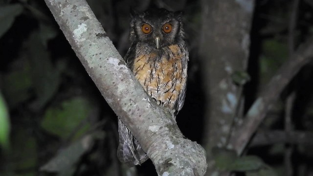 výreček amazonský (ssp. usta) - ML200952001