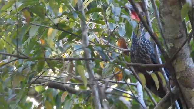 Spix's Guan (Spix's) - ML200952021