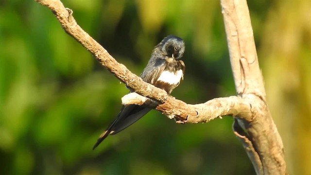 White-banded Swallow - ML200952121