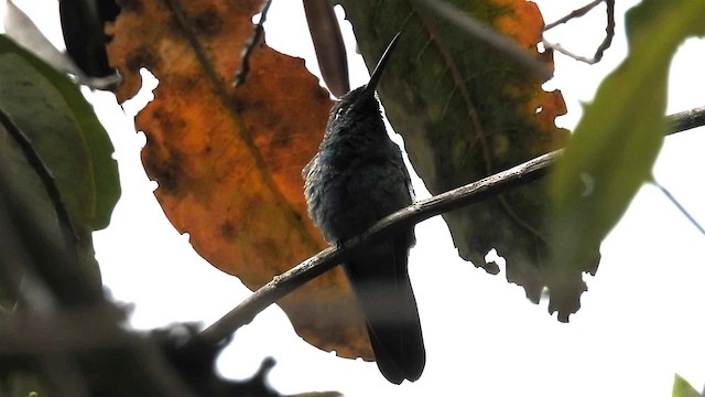 kolibřík fialovočelý - ML200952241