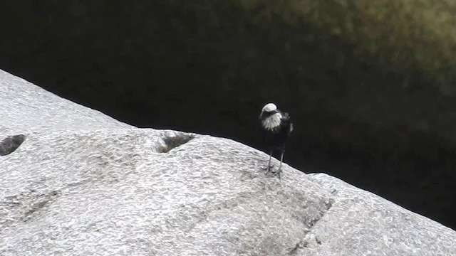 White-capped Dipper (White-capped) - ML200952291