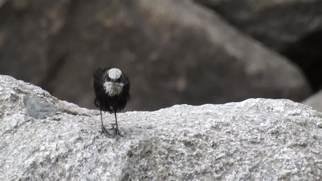 White-capped Dipper (White-capped) - ML200952311