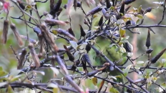 Andean Parakeet - ML200952391