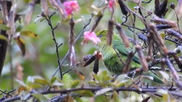 Andean Parakeet - ML200952401