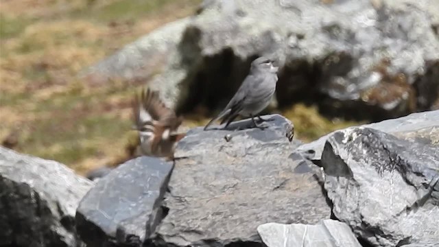 Cream-winged Cinclodes - ML200952411