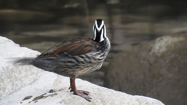 Torrent Duck - ML200952461