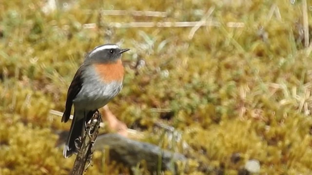 Rufous-breasted Chat-Tyrant - ML200952481