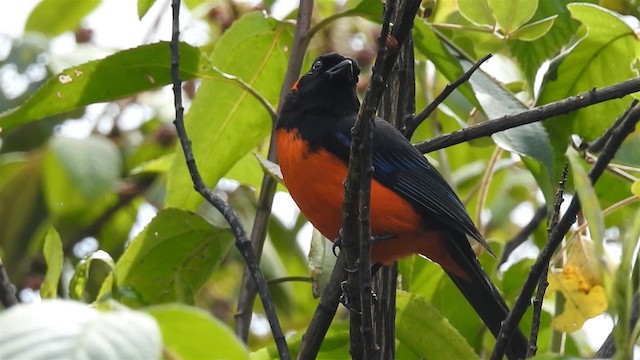 Scarlet-bellied Mountain Tanager (Fire-bellied) - ML200952491