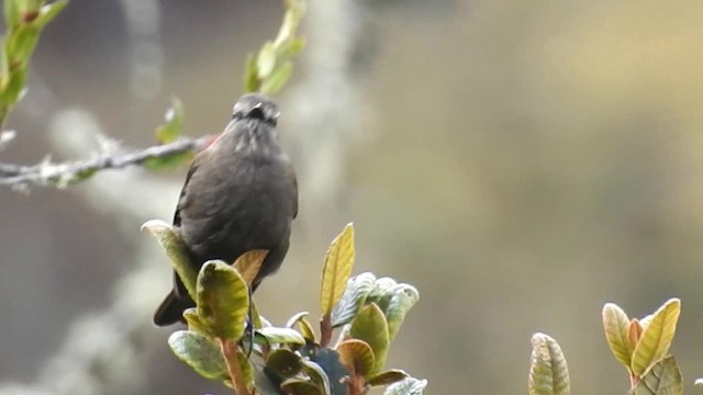 Smoky Bush-Tyrant - ML200952511