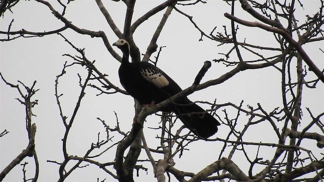 Blue-throated Piping-Guan - ML200952551