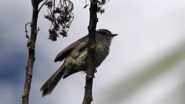 Unstreaked Tit-Tyrant - ML200952561