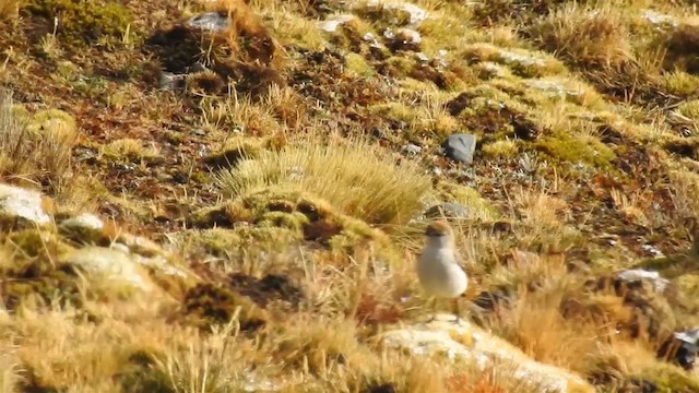 White-browed Ground-Tyrant - ML200952571