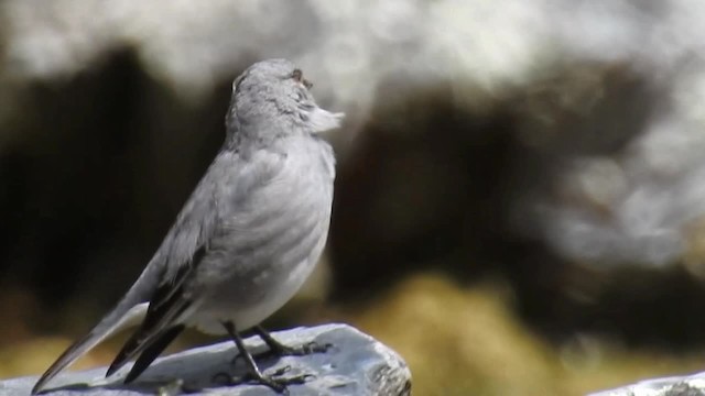 Glacier Finch - ML200952581