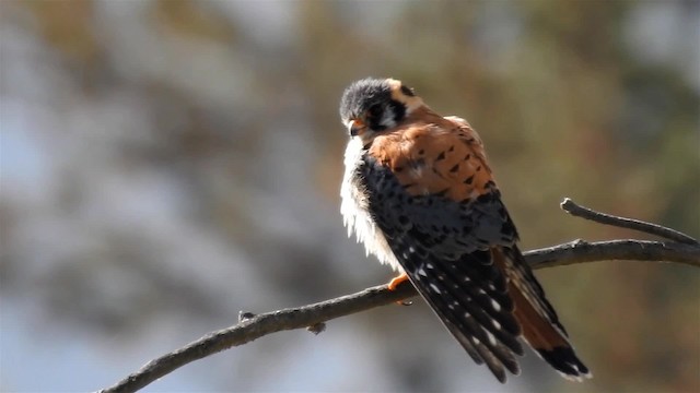 American Kestrel (South American) - ML200952591