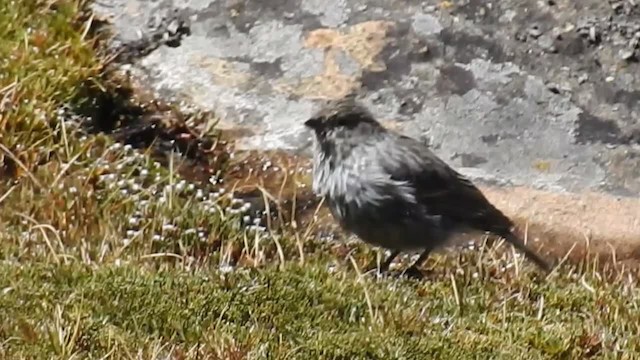 Ash-breasted Sierra Finch - ML200952641