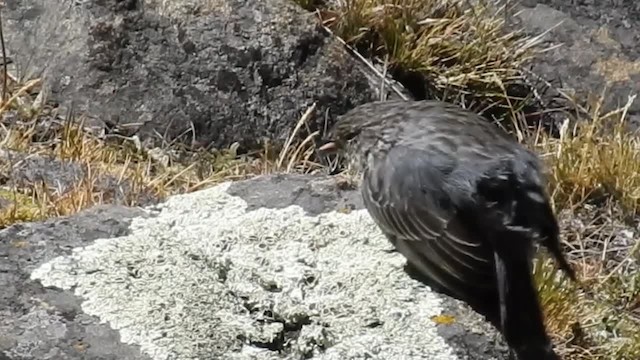 Ash-breasted Sierra Finch - ML200952661