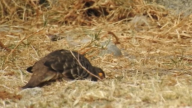 Bare-faced Ground Dove - ML200952671