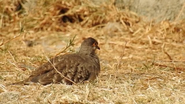 Bare-faced Ground Dove - ML200952681