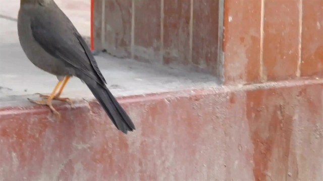 Chiguanco Thrush (chiguanco/conradi) - ML200952711