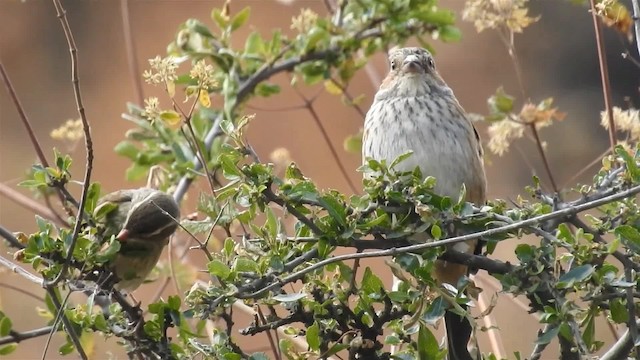 Collared Warbling Finch - ML200952721