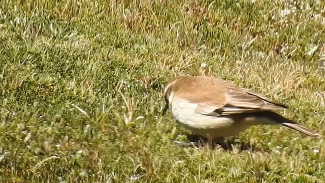 Cream-winged Cinclodes - ML200952731