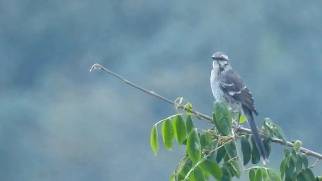 Langschwanz-Spottdrossel - ML200952771