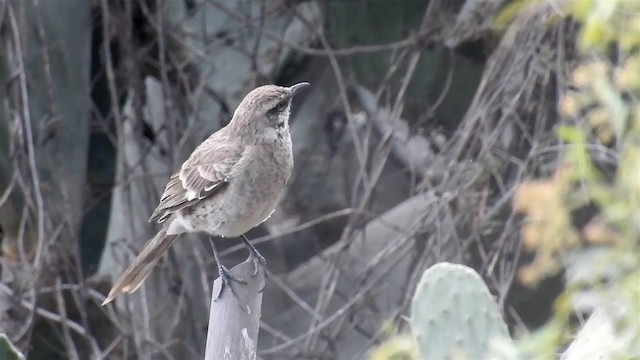 Long-tailed Mockingbird - ML200952781