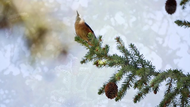 セイカイゴジュウカラ - ML200952821