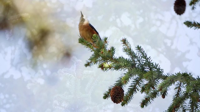 Przevalski's Nuthatch - ML200952821