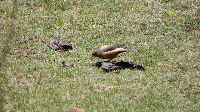 White-backed Thrush - ML200952841