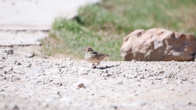 Oriental Skylark - ML200952891