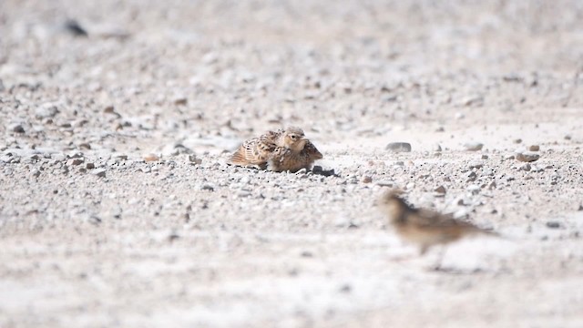 Oriental Skylark - ML200952901