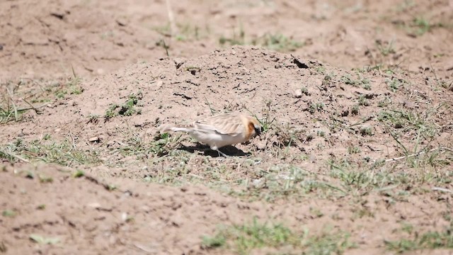Rufous-necked Snowfinch - ML200952941