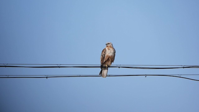 Upland Buzzard - ML200952951