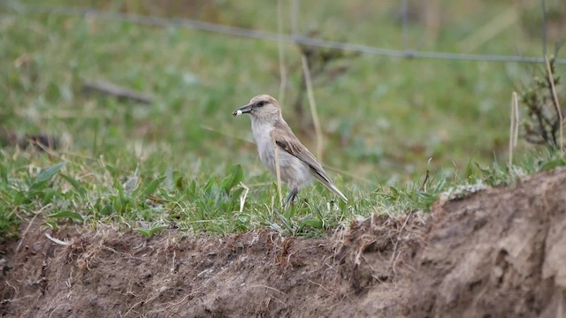 Ground Tit - ML200952991