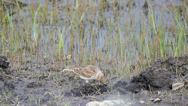 Tibetan Lark - ML200953011