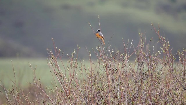 Hodgson's Redstart - ML200953031