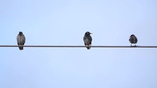 White-cheeked Starling - ML200953041