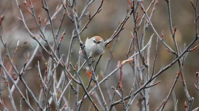 White-browed Tit-Warbler - ML200953061