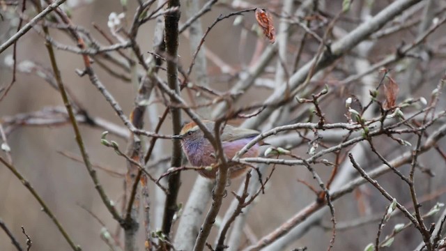 White-browed Tit-Warbler - ML200953071