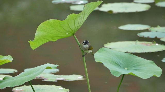 kinabylbyl (sinensis) - ML200953091