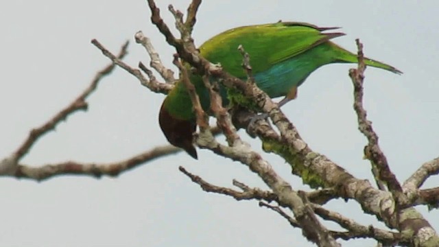 Bay-headed Tanager - ML200953261
