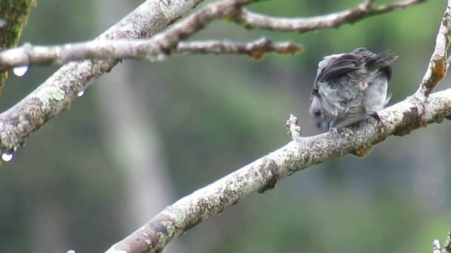 Plain-colored Tanager - ML200953341