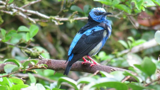 Red-legged Honeycreeper - ML200953371