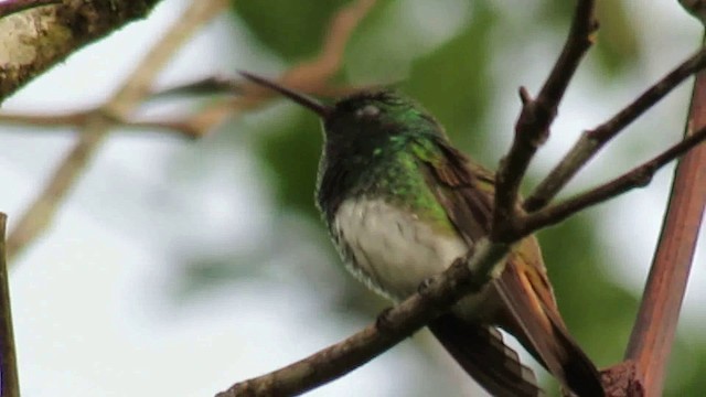 Snowy-bellied Hummingbird - ML200953401