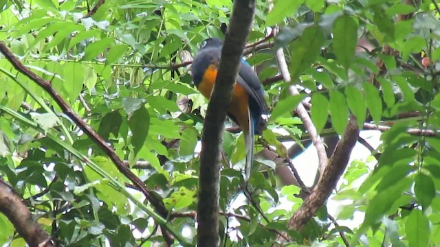 White-tailed Trogon - ML200953531