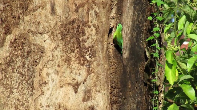 Orange-chinned Parakeet - ML200953541