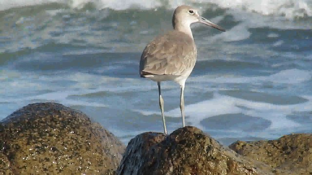 Willet - ML200953601
